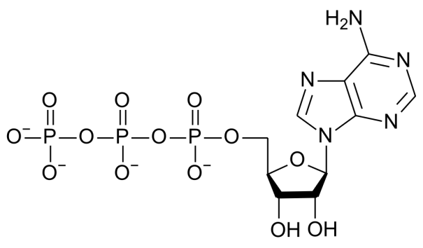 azotowce - rysunek-21