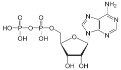 azotowce - rysunek-22