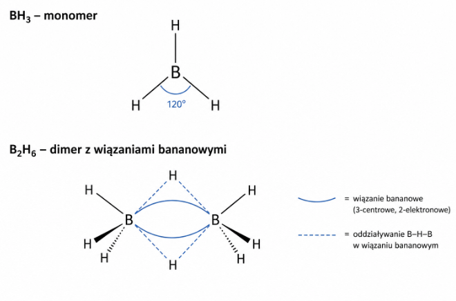 borowce - rysunek-1