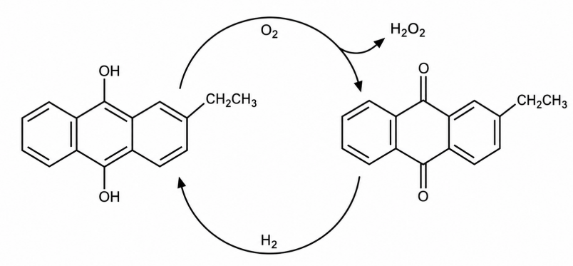 tlenowce - rysunek-4